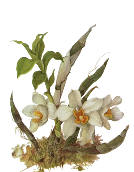 Orchid